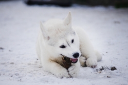 Hope - Wspolne zabawy szczeniat 11 tygodni